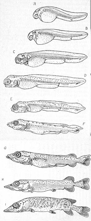 Rozwój larwalny szczupaka