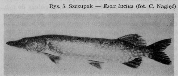 esox